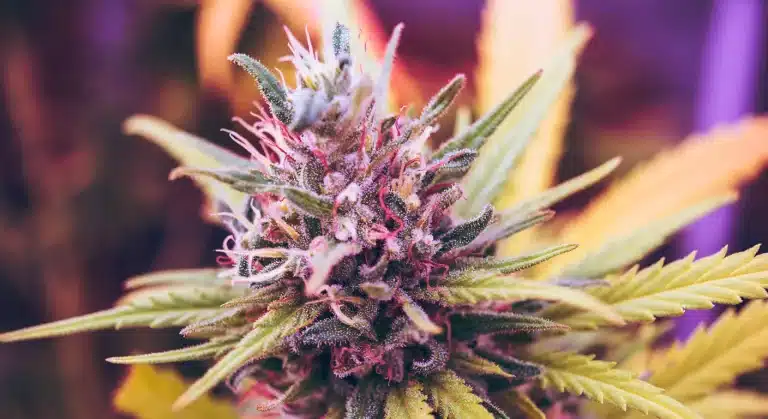 Best THCA Flower Brands Online in 2026