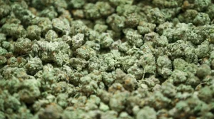 The 11 Best THCA Flower Strains in 2026