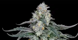 the Runtz Strain