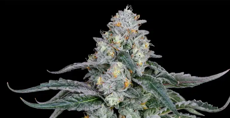 the Runtz Strain