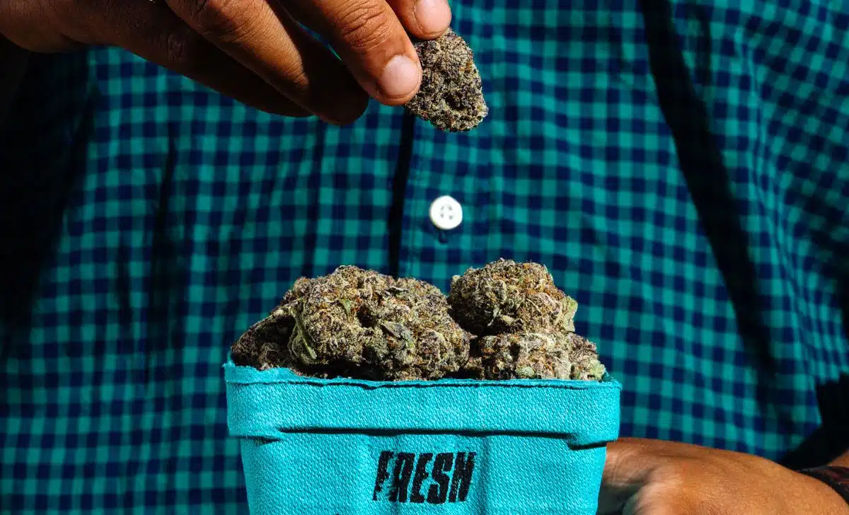 cbg vs cbd flower