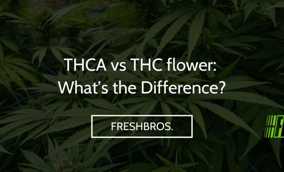 THCA vs THC flower: What’s the Difference?